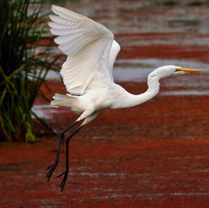 Great Egret