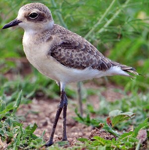 Kittlitz's Plover 
&copy; Callie de Wet