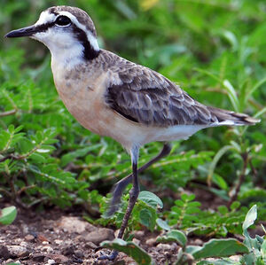 Kittlitz's Plover 
&copy; Callie de Wet