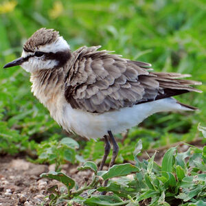 Kittlitz's Plover 
&copy; Callie de Wet