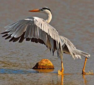 Grey Heron 
&copy; Callie de Wet