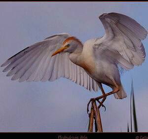 Western Cattle Egret 
&copy; Callie de Wet