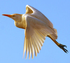 Western Cattle Egret 
&copy; Callie de Wet