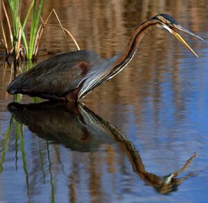 Purple Heron