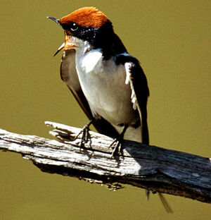 Hirondelle � longs brins