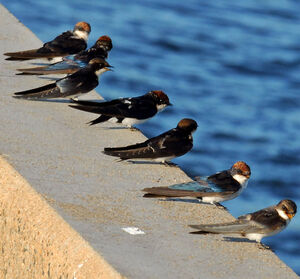 Hirondelle � longs brins