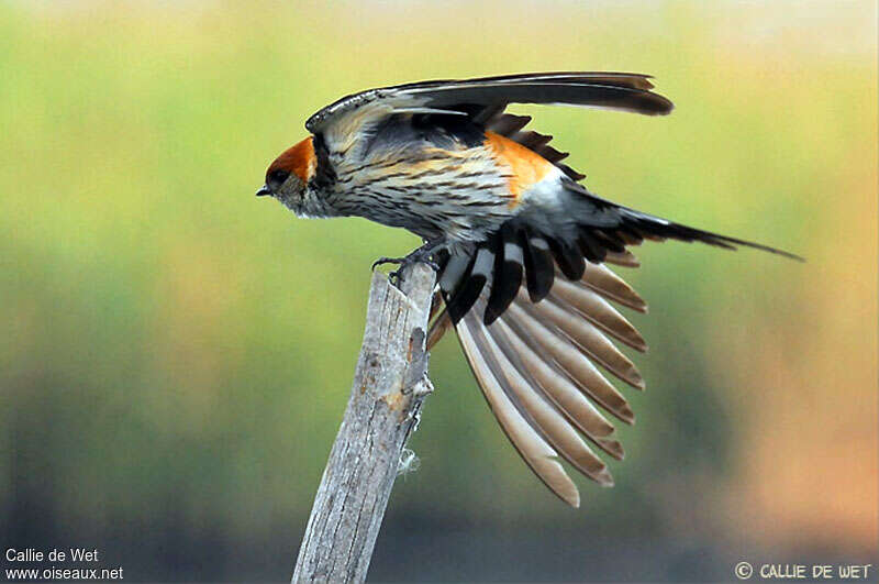 Greater Striped Swallow, Flight, Behaviour