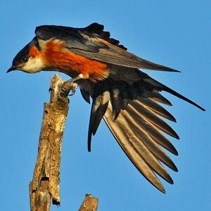 Hirondelle des mosqu�es