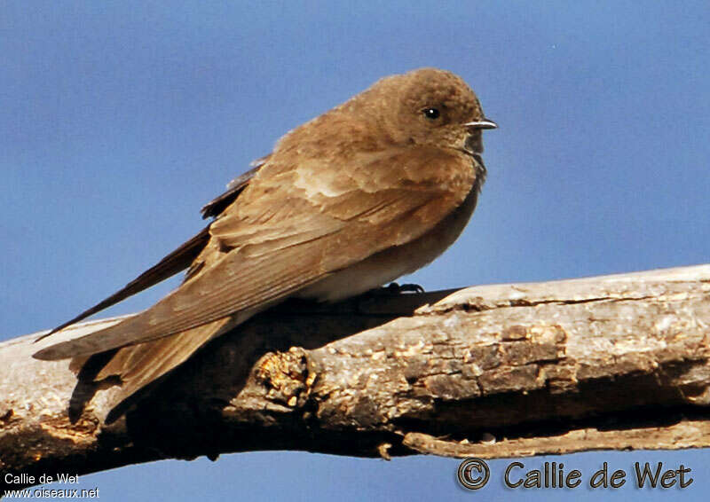Brown-throated Martin, pigmentation
