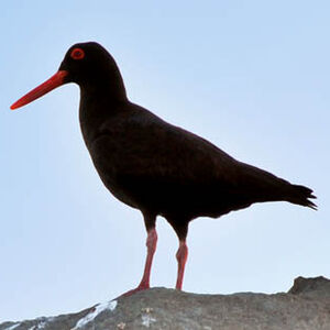 African Oystercatcher