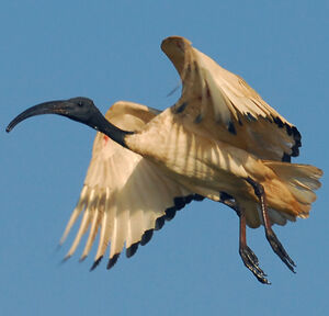 Ibis sacr�