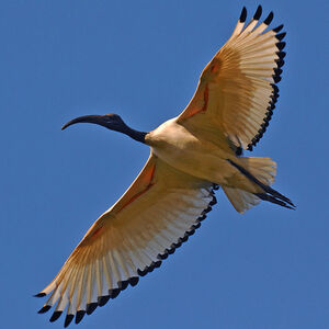 Ibis sacr�