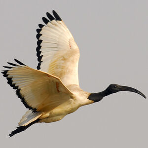Ibis sacr�