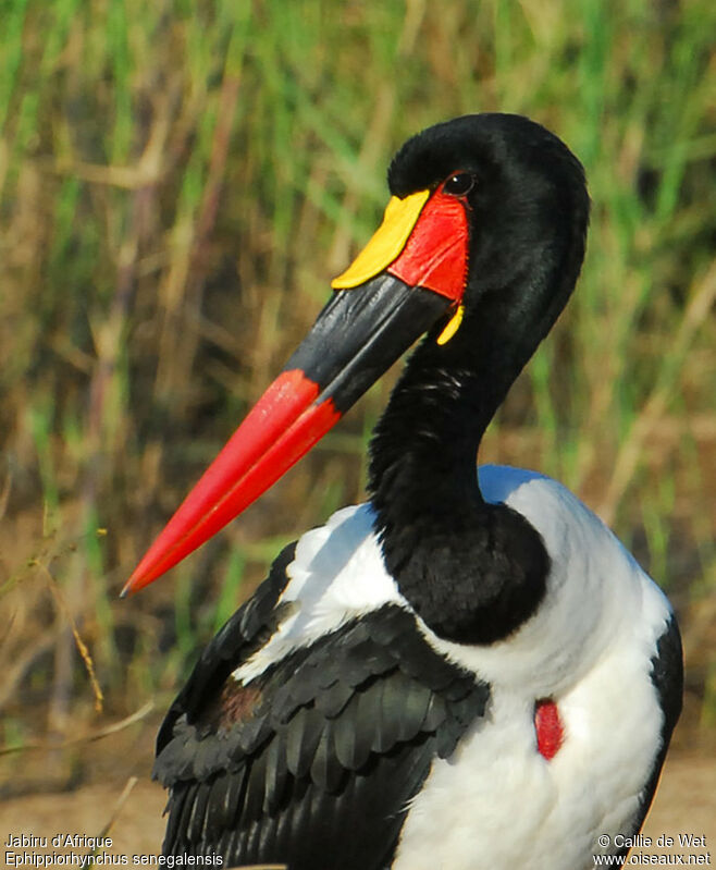 Saddle-billed Stork male