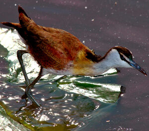 Jacana à poitrine dorée