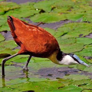 Jacana à poitrine dorée