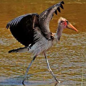 Marabou Stork