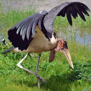 Marabou Stork