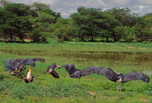 Marabou Stork