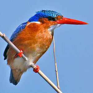 Malachite Kingfisher