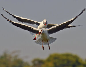 Mouette à tête grise