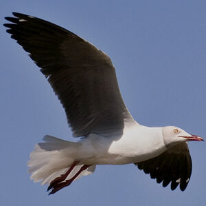 Mouette � t�te grise