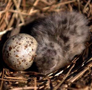 Mouette � t�te grise