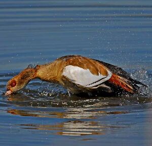 Egyptian Goose