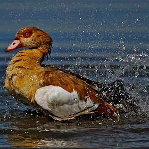 Egyptian Goose