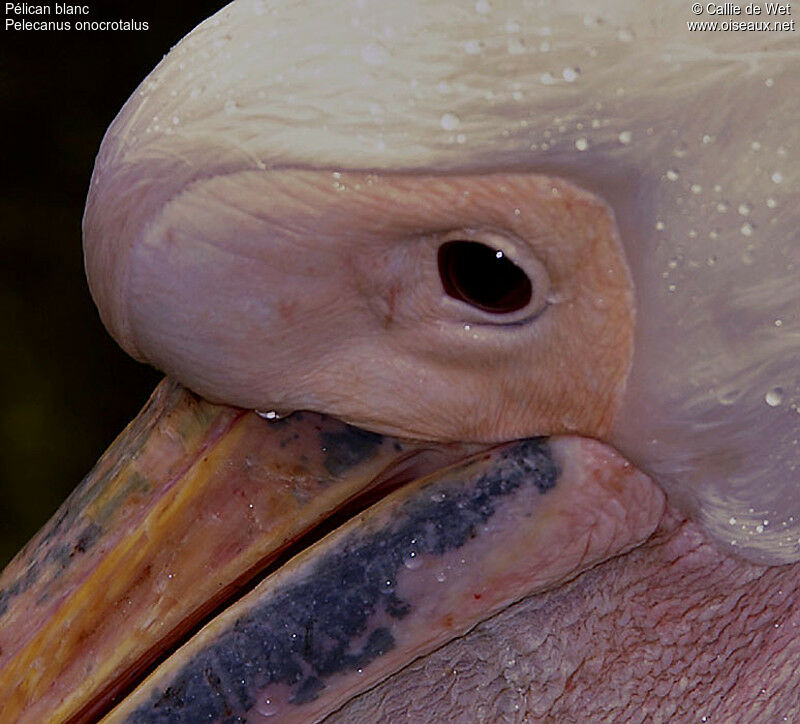 Pélican blancadulte