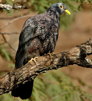 Pigeon rameron