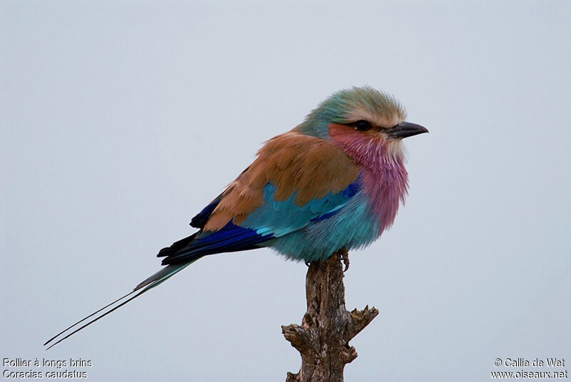 Lilac-breasted Rolleradult