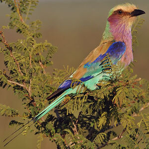 Lilac-breasted Roller