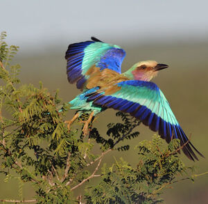 Lilac-breasted Roller