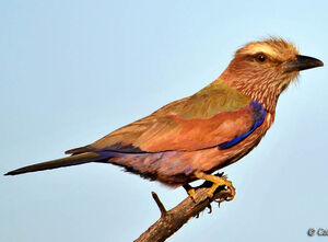 Purple Roller