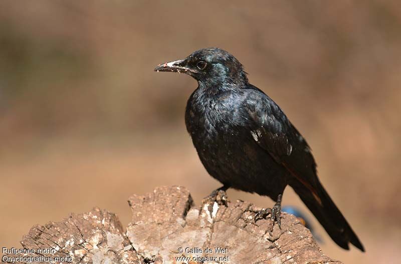 Red-winged Starling male adult