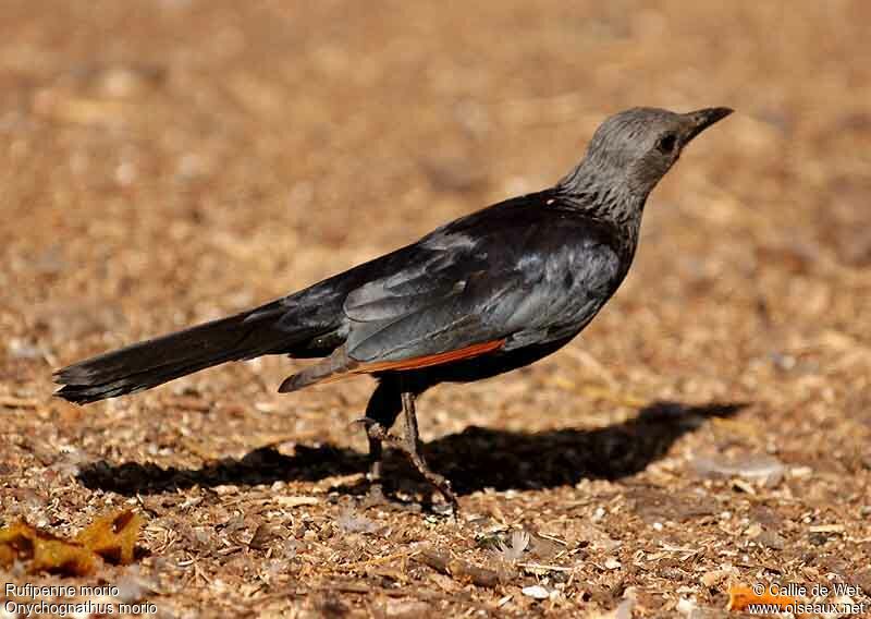 Red-winged Starling female adult