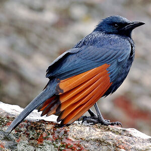 Red-winged Starling