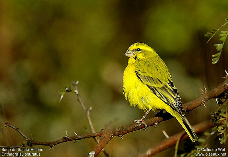 Yellow Canary male adult, identification