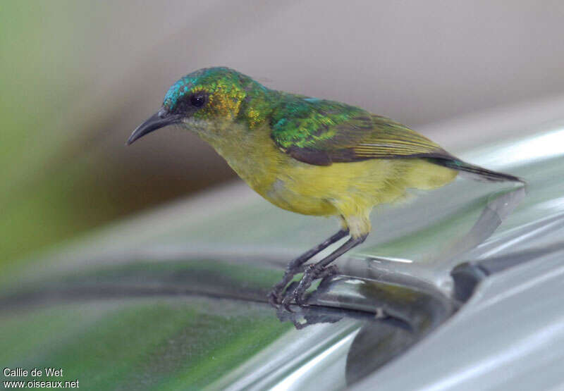 Collared Sunbird female adult, identification