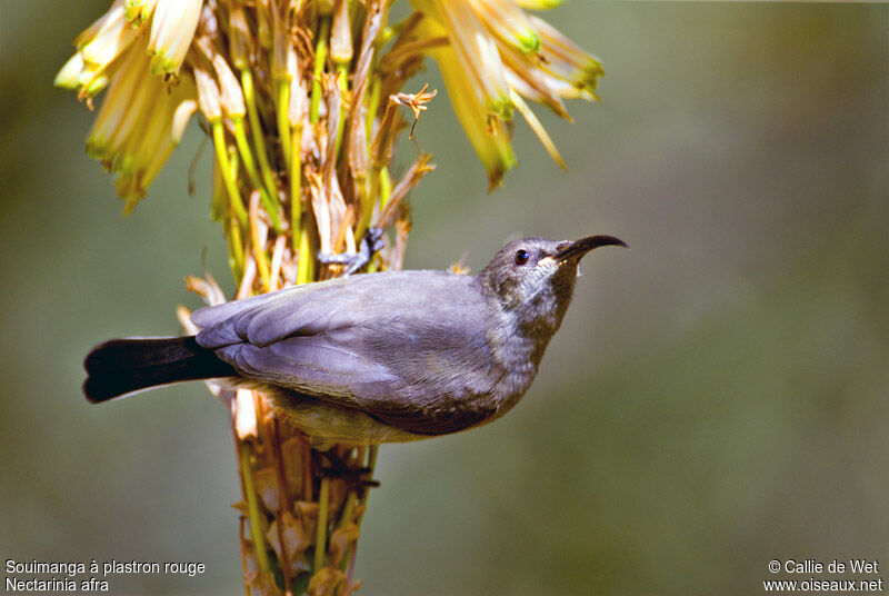 Greater Double-collared Sunbird female