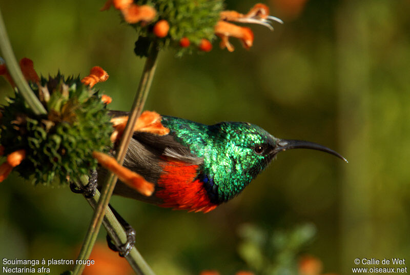 Greater Double-collared Sunbird male