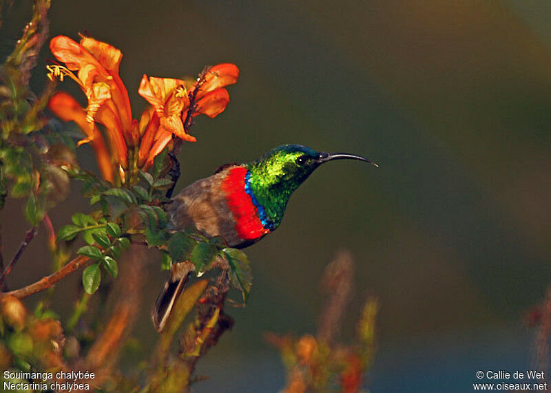 Southern Double-collared Sunbird male