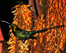 Malachite Sunbird