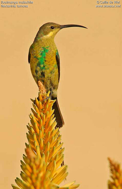 Malachite Sunbird male adult