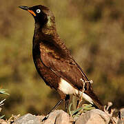 Pied Starling