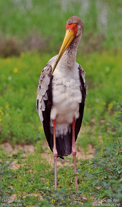 Yellow-billed Storkjuvenile
