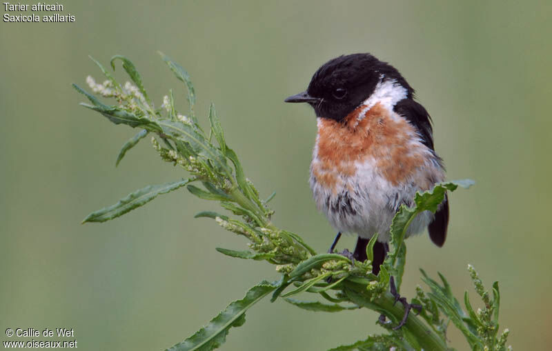 African Stonechat male juvenile