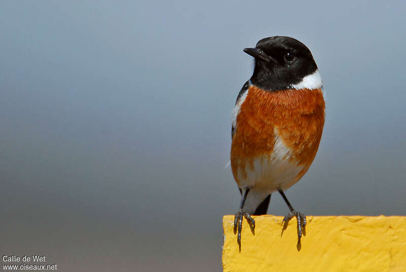 African Stonechat male adult