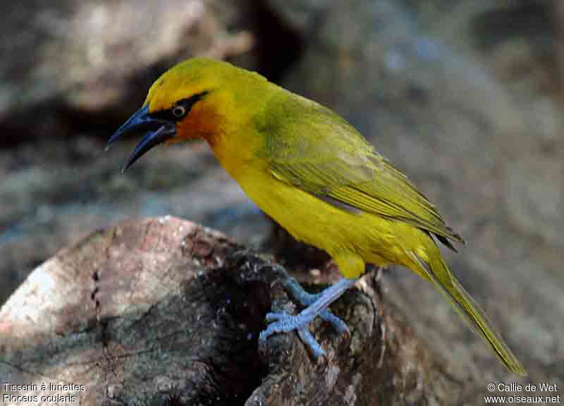 Spectacled Weaver female adult